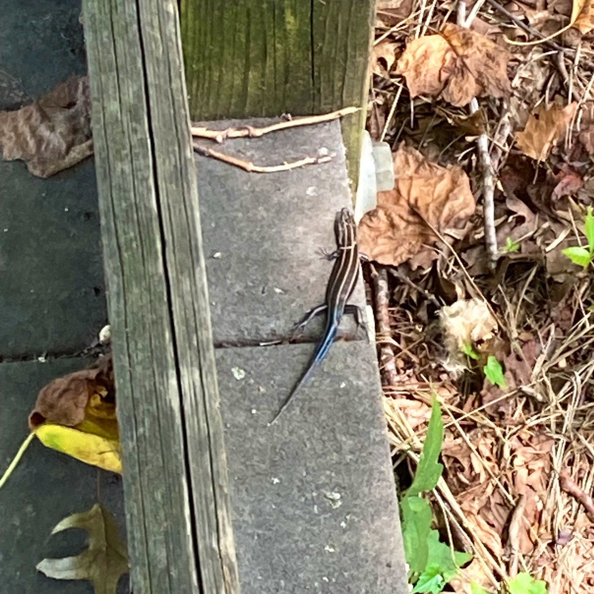 36_chambuhz's tweet image. I went to the Small Things Park and you’ll never guess what I saw