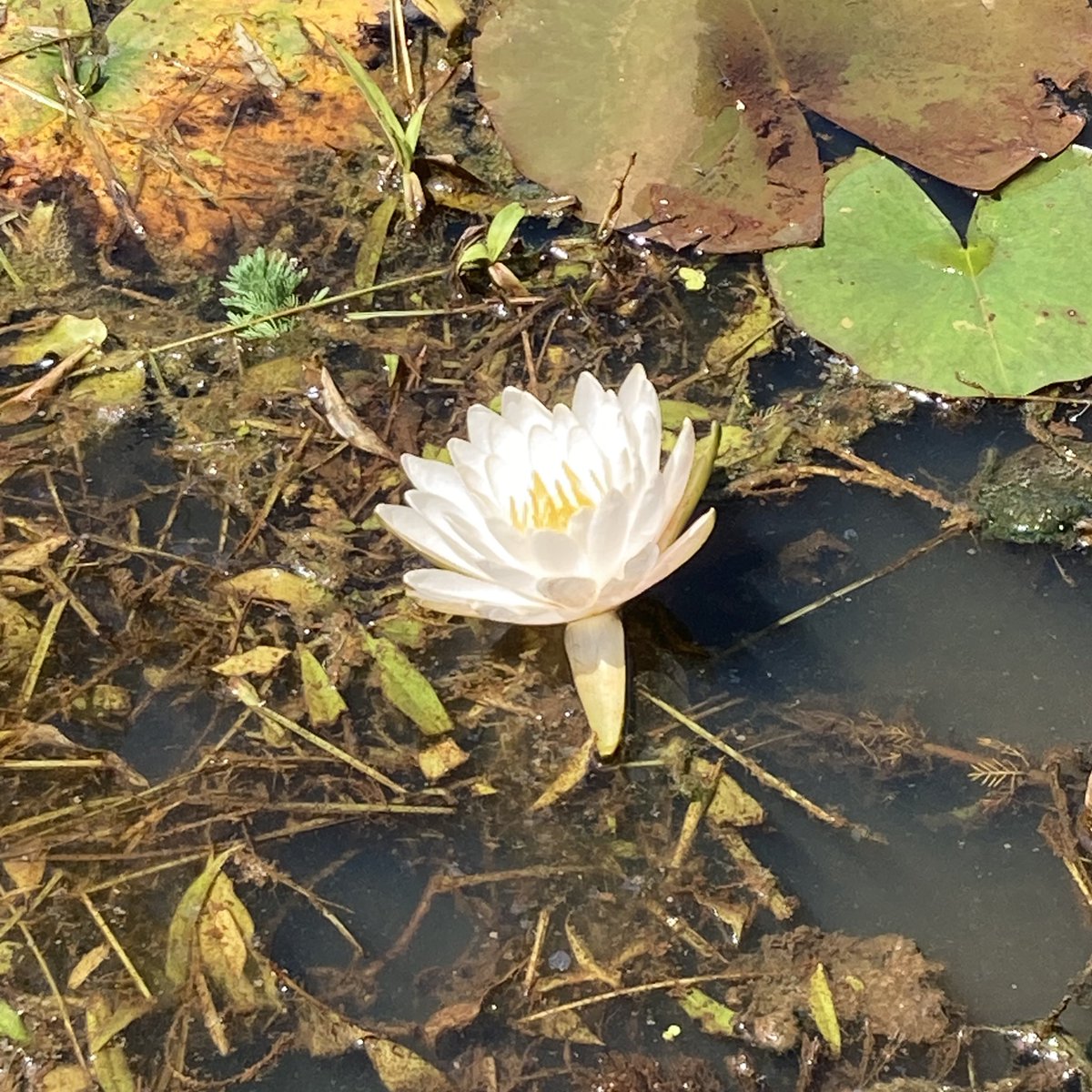 36_chambuhz's tweet image. I went to the Small Things Park and you’ll never guess what I saw
