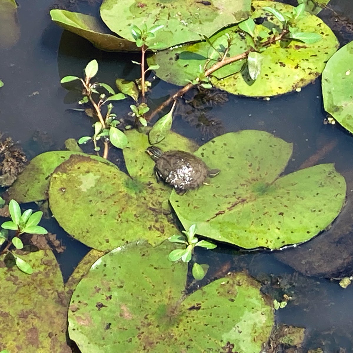 36_chambuhz's tweet image. I went to the Small Things Park and you’ll never guess what I saw