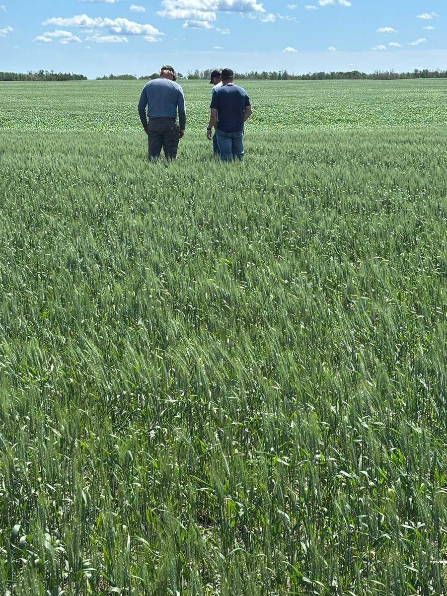 Our teams are in the field scouting for signs of disease and making sure crops stay healthy and strong. 💪🌾

Not sure when or what to spray or whether a fungicide application is needed? Your local CMN is here to help with timing and product advice tailored to your fields.

Give