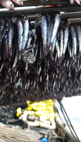 MaghaliEstrada's tweet image. 🚨🎣 Por #octavo día consecutivo, de cada 10 #anchovetas que se pesca en el mar de Perú, 5 o 6 son #juveniles; es decir, no han alcanzado la talla mínima de 12 cm. 

🐟 Las cifras son de #Imarpe

🐟 Pescadores piden el cierre de la temporada. Produce no accede.