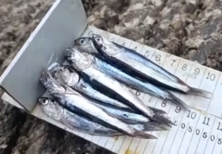 MaghaliEstrada's tweet image. 🚨🎣 Por #octavo día consecutivo, de cada 10 #anchovetas que se pesca en el mar de Perú, 5 o 6 son #juveniles; es decir, no han alcanzado la talla mínima de 12 cm. 

🐟 Las cifras son de #Imarpe

🐟 Pescadores piden el cierre de la temporada. Produce no accede.