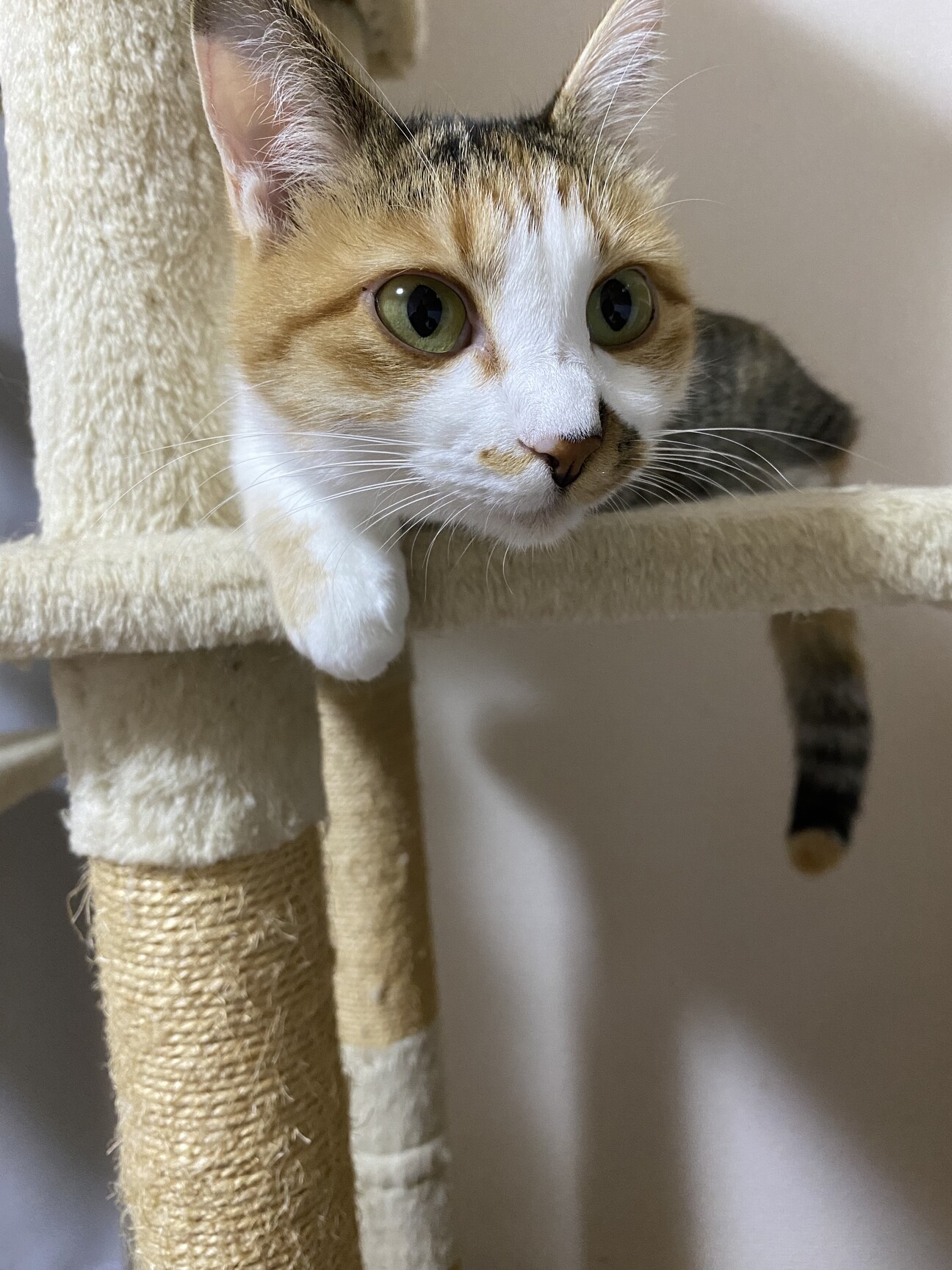 三毛猫様♡ありがとうございます♡ sddefault.jpg