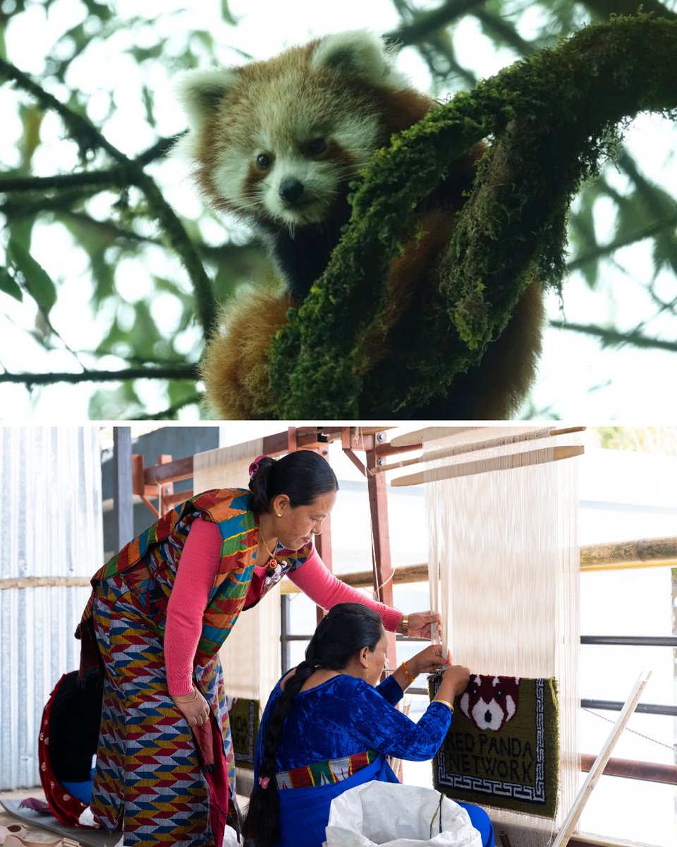 RedPandaNetwork's tweet image. “Participating in this training and producing rugs on my own has helped me earn income to pay rent and my children’s education costs,” 🗣said a participant of a 2023 rug-weaving training we provided to local women in Nepal.
🐾 In rural villages in red panda range, women are…