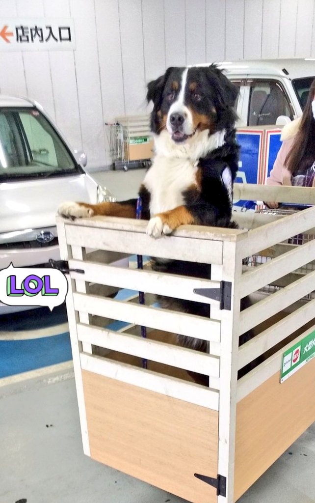 coco_bmd's tweet image. 犬だって買い物が楽しみなんです
