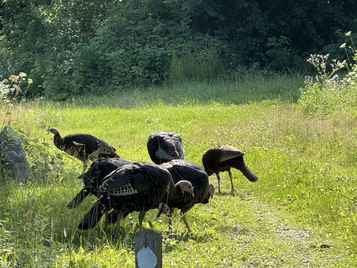 TimHundley4All's tweet image. Me and my Hiking Buddies! Am I Dr Doolittle, or did they come to me because I brought them Wild Raspberries?! ๐ The big Tom ate out of my hand!! ๐ณ Iโll be here awhileโฆ โ๏ธ๐ค๐ผ๐๐ผ๐๐โโ๏ธ๐ท