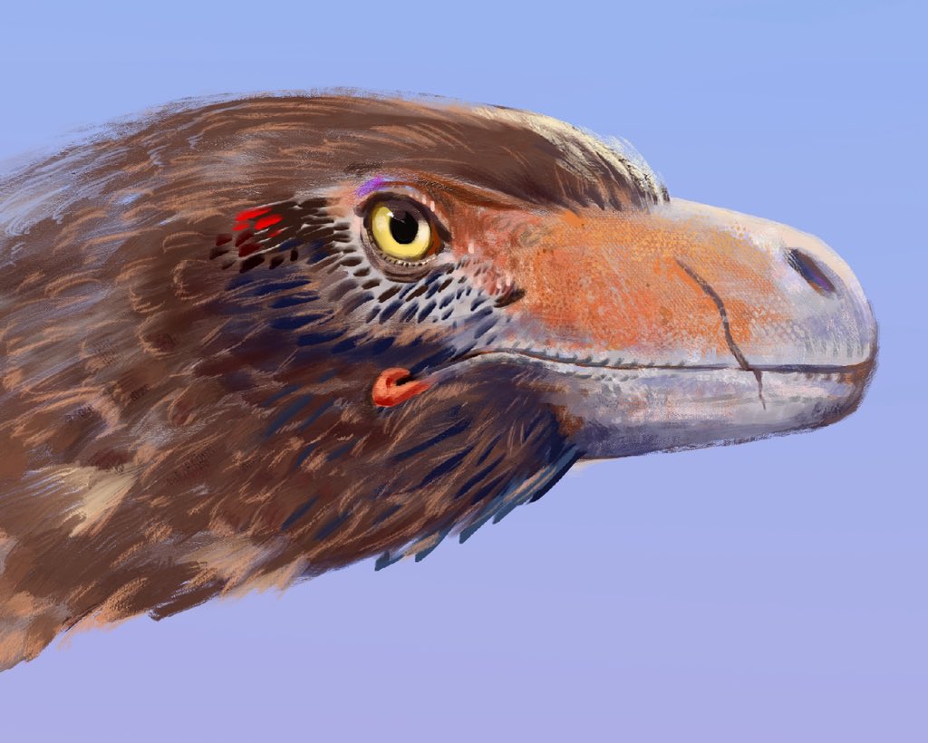 kokosovc's tweet image. shri rapax

#paleoart