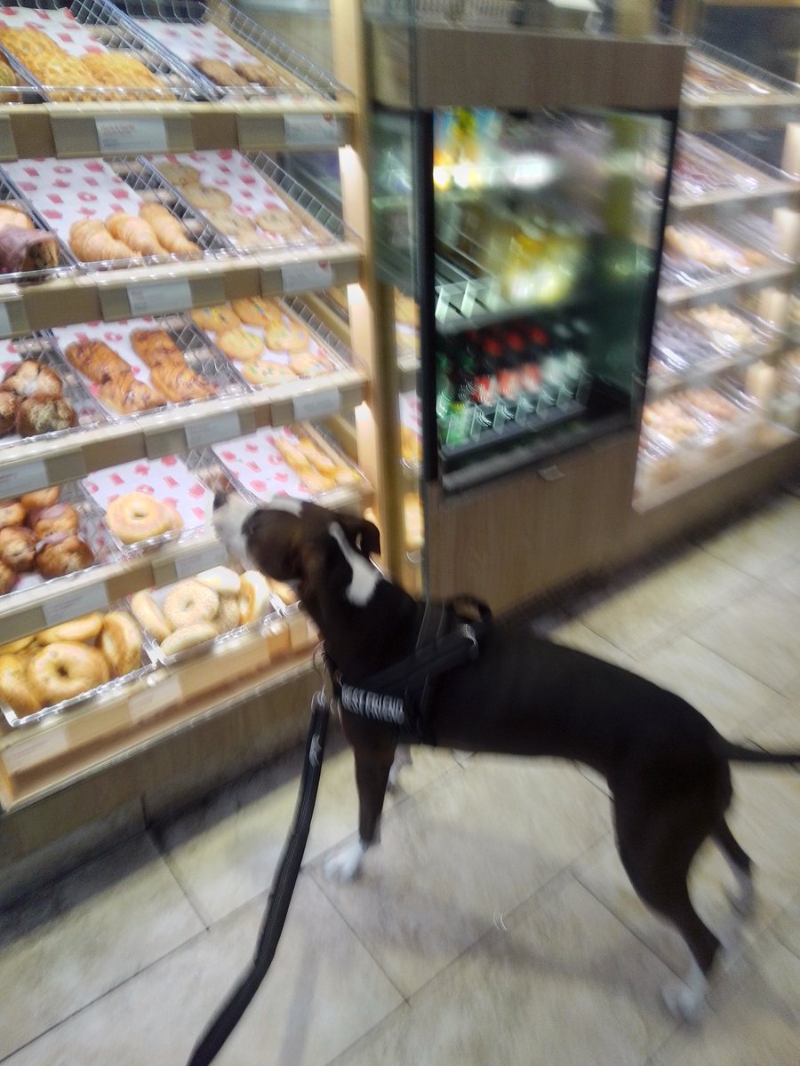LebrockTony's tweet photo. Mon🌅🐕Treat ⌛💙Timmies
💙💙🐾💙😋🍩😁💙🐾💙💙
#timhortons #orderingfood
#donut #dogtreat #eatingwell
#dogswin #dogday #dogsofx
#MadamRiley #timmies #petx https://t.co/KF1a0xsTj2