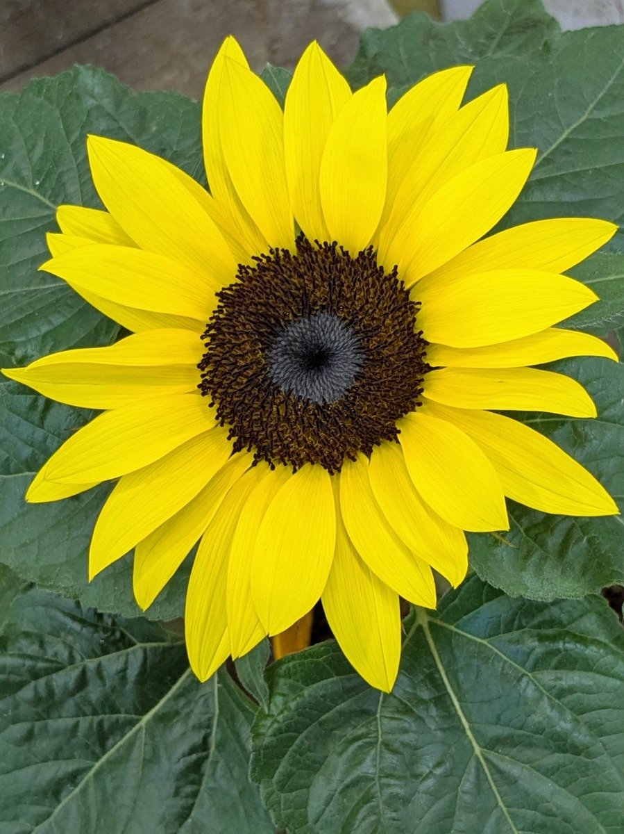 asawako319's tweet image. 大暑ですね
お体を大切にお過ごしください
🌻🎐👒
