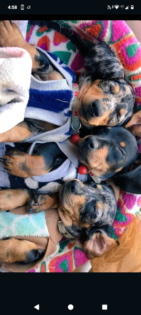 alebazz's tweet photo. #TNCentral en el día del perro..los salchi Chano, Antonio y Mila reponiendo energía!!!😍 https://t.co/RaF74whloI