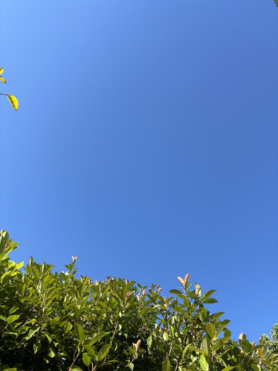 kikusuian_raku's tweet image. お茶よ〜☀️
今日も気温が上がる予報です‼︎!
活動される方はお気をつけてん🖐️( ^ω^ )