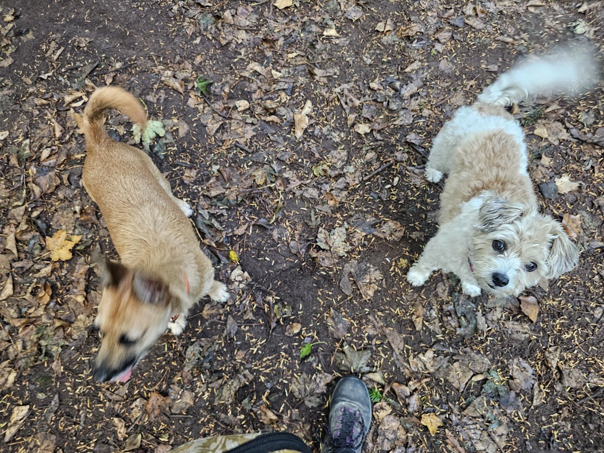 MumbrianSpinner's tweet image. Today was Thringstone Woods and Grace Dieu Priory with my pal, Di. The dogs got pigs in blankets afterwards at The Bull and were delighted π