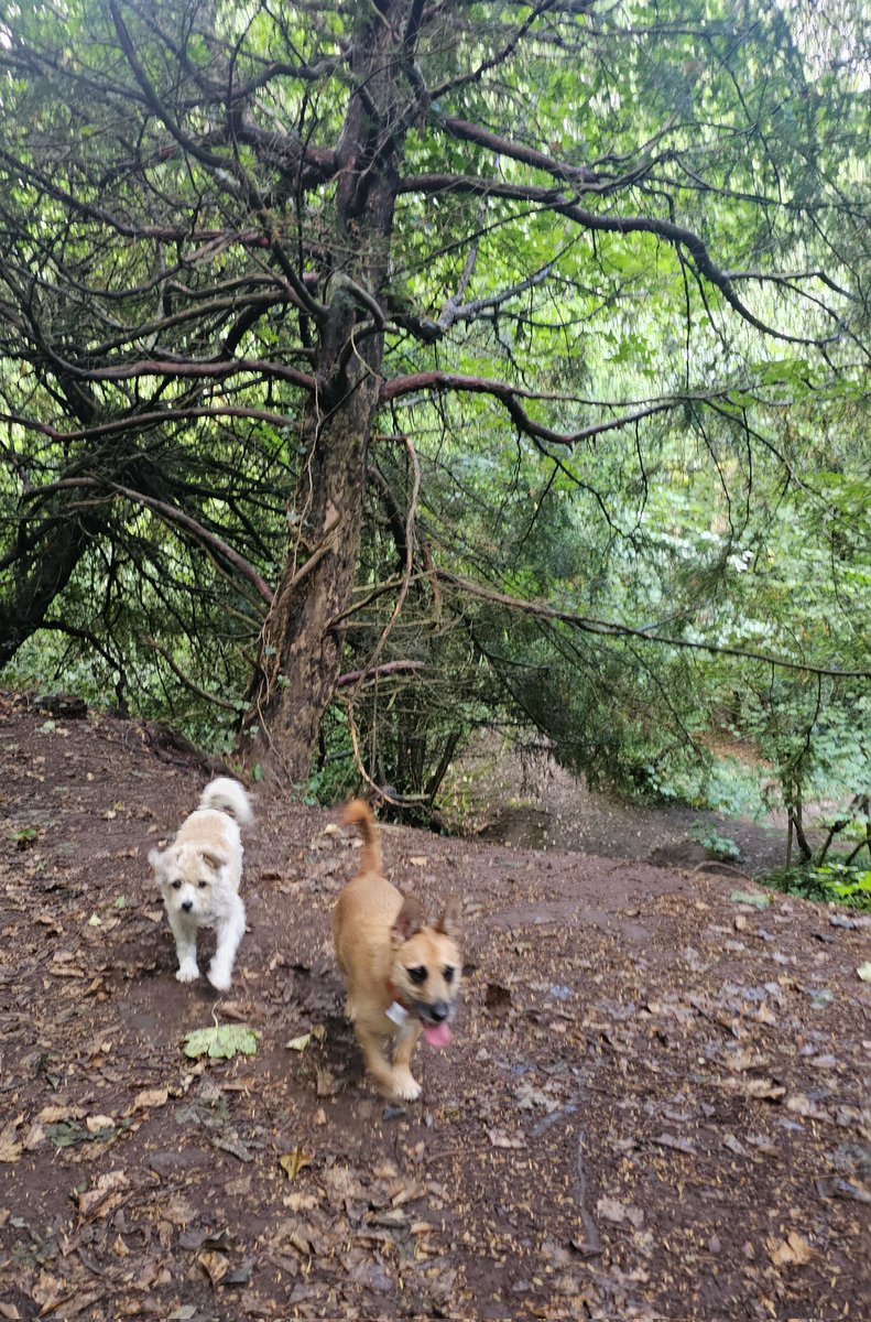 MumbrianSpinner's tweet image. Today was Thringstone Woods and Grace Dieu Priory with my pal, Di. The dogs got pigs in blankets afterwards at The Bull and were delighted π