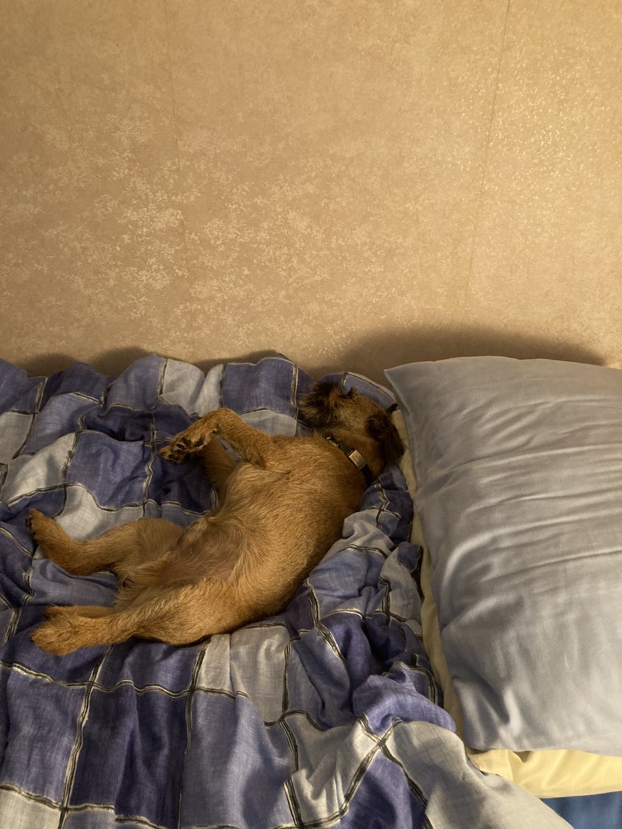 Goodnight pals licks Barry 🐾😘