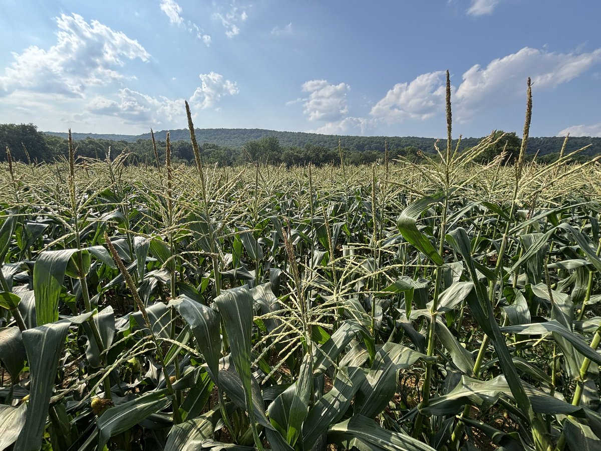 MikeInganamort's tweet image. Shout out to all the Community Supported Agriculture out there! As members of the Ort Farms CSA, we picked our own Jersey Fresh corn for tonight’s dinner - although a few didn’t make it out of the parking lot. 🌽🌽🌽