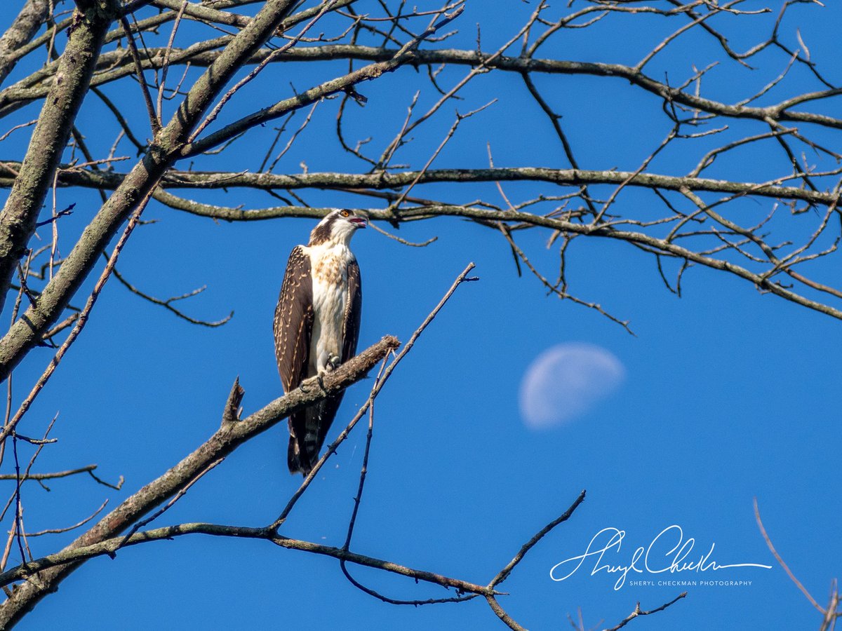 DiveArtist's tweet image. An osprey sitting on top of the moon at Salt Point in Lansing, NY on day 3 of my class at the Cornell Lab of Ornithology. Sometimes nature is serendipitous!
#osprey #moon #daytimemoon #labofornithology #cornelllabofornithology