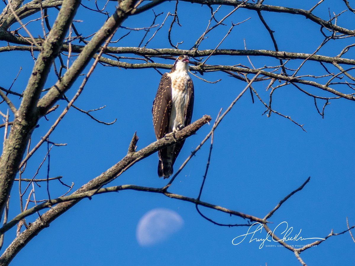 DiveArtist's tweet image. An osprey sitting on top of the moon at Salt Point in Lansing, NY on day 3 of my class at the Cornell Lab of Ornithology. Sometimes nature is serendipitous!
#osprey #moon #daytimemoon #labofornithology #cornelllabofornithology