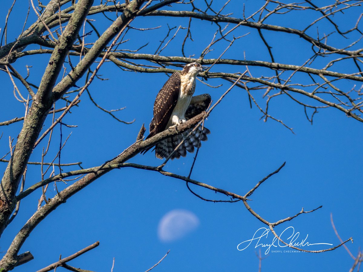 DiveArtist's tweet image. An osprey sitting on top of the moon at Salt Point in Lansing, NY on day 3 of my class at the Cornell Lab of Ornithology. Sometimes nature is serendipitous!
#osprey #moon #daytimemoon #labofornithology #cornelllabofornithology