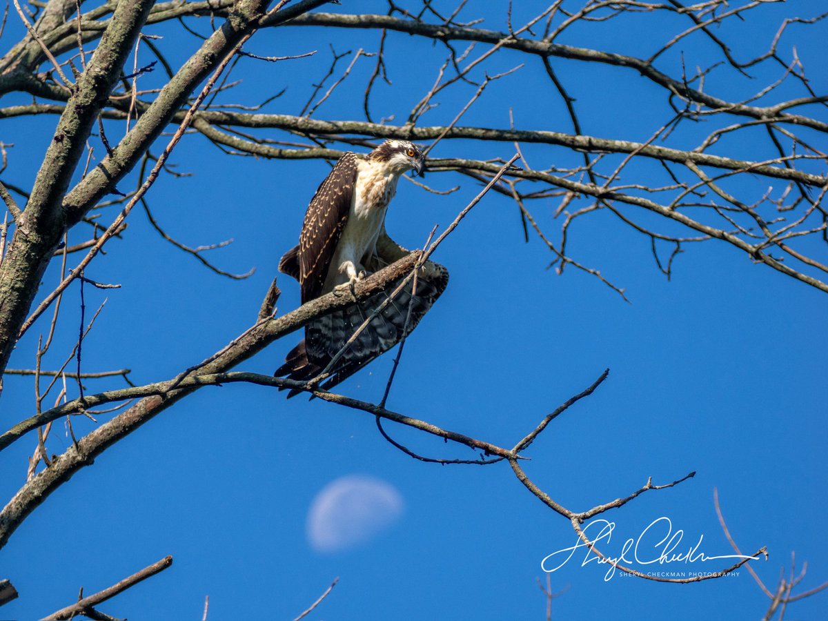 DiveArtist's tweet image. An osprey sitting on top of the moon at Salt Point in Lansing, NY on day 3 of my class at the Cornell Lab of Ornithology. Sometimes nature is serendipitous!
#osprey #moon #daytimemoon #labofornithology #cornelllabofornithology