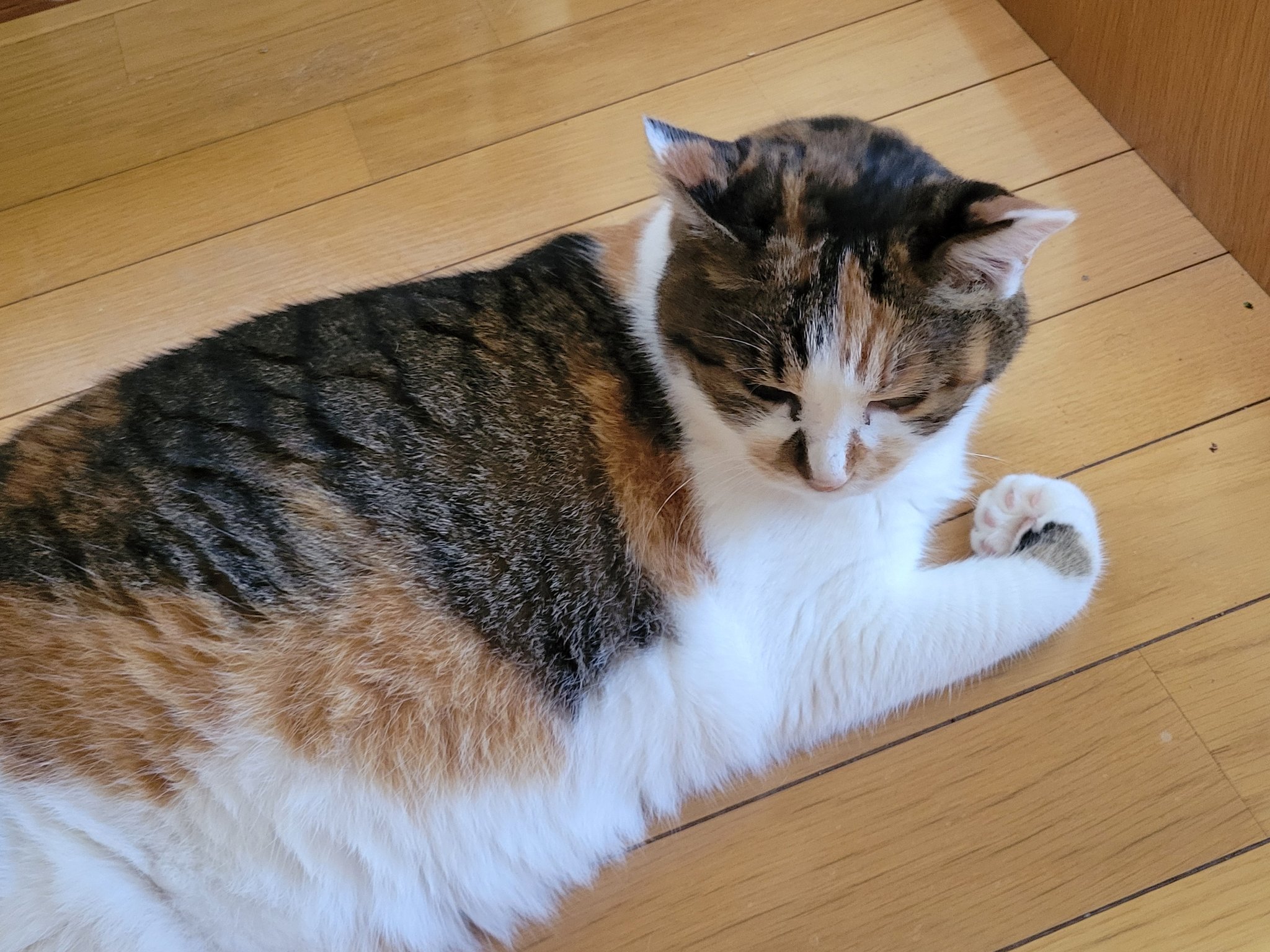 ねこねこ 様 Neko-Kan@ お仕事欲しい on X: 