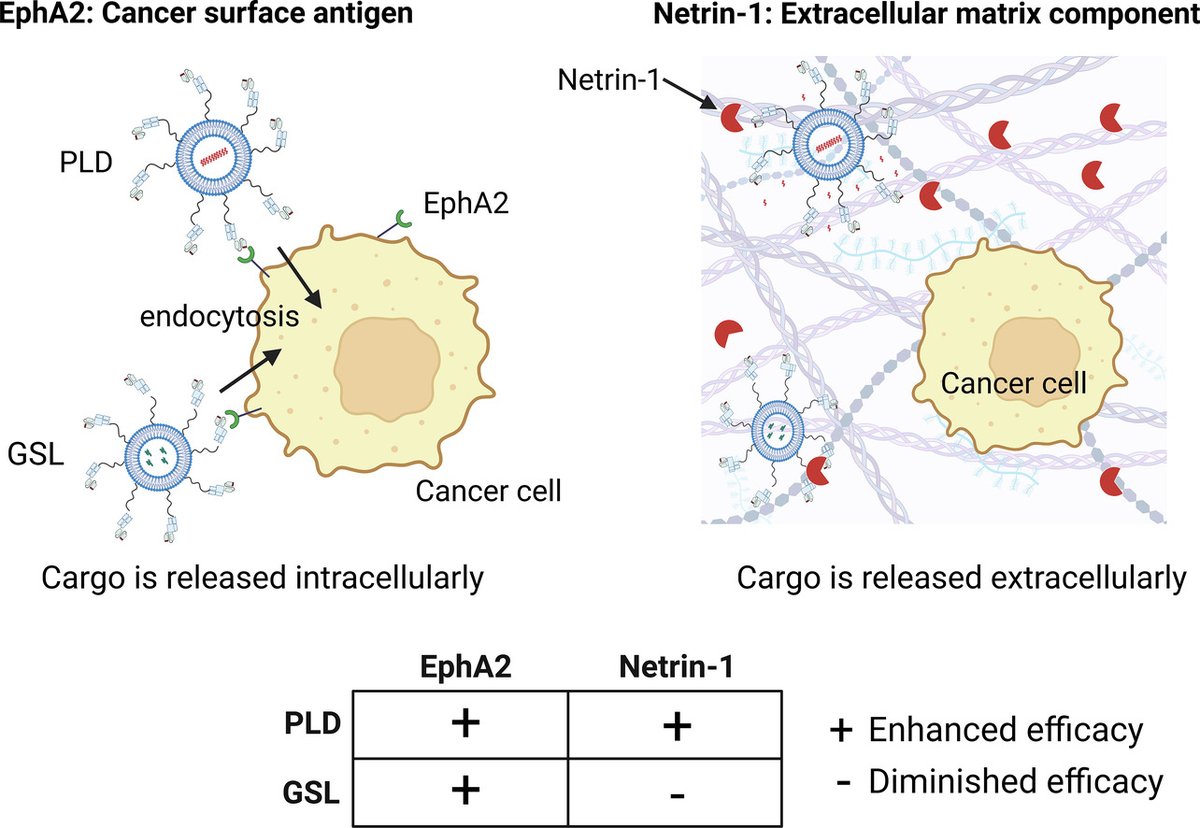 JCRnEDITORS's tweet image. Antitumor efficacy achieved by targeting PEGylated nanomedicines to netrin-1 in the extracellular matrix or EphA2 on the cancer cell membrane.
| Steve R. Roffler @KMU1954TW |
[Open Access]
#pegylation #ExtracellularMatrix 
kwnsfk27.r.eu-west-1.awstrack.me/L0/https:%2F%2…