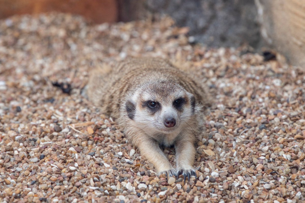 PtDefianceZoo's tweet image. This little meerkat knows how to kick off the week: with a good stretch, a sploot, and some sunbathing. ☀️ #MeerkatMonday #sploot