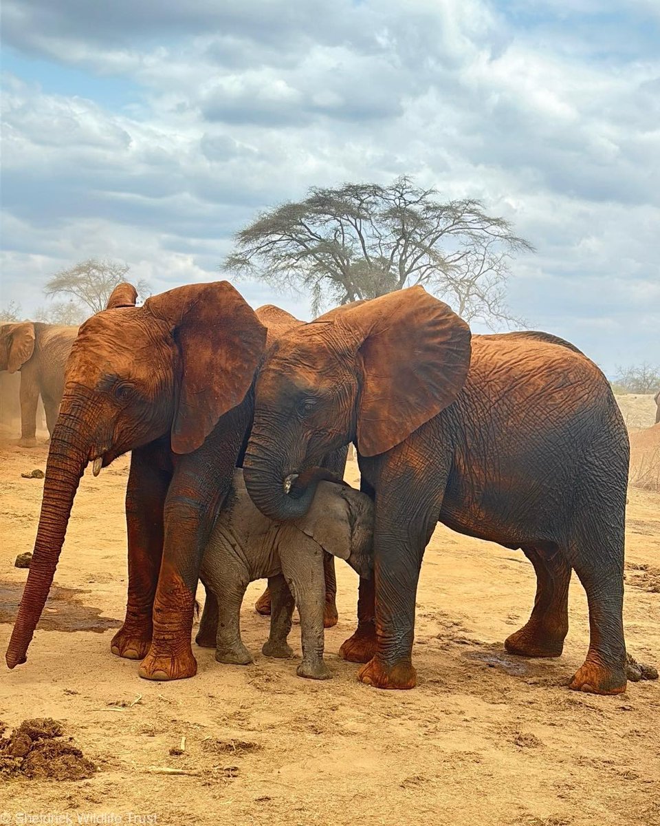 SheldrickTrust's tweet image. It’s official: Four-month-old Sunni is the most popular baby in Ithumba!
Sunni’s cheerful, extroverted personality — paired with his mother’s easy-going nature — is a winning combination. While some elephant mums can be very protective, ex-orphan Sities generously allows the…