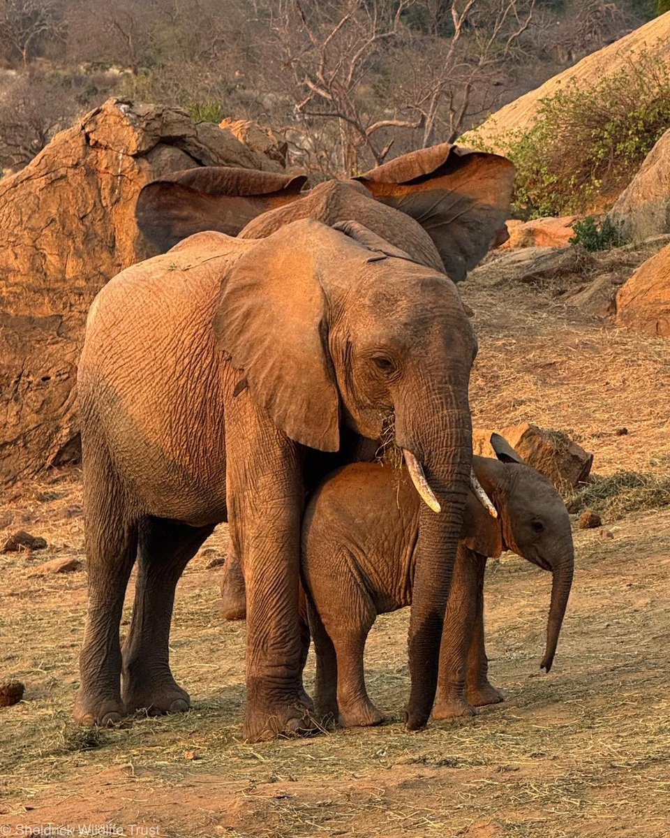 SheldrickTrust's tweet image. It’s official: Four-month-old Sunni is the most popular baby in Ithumba!
Sunni’s cheerful, extroverted personality — paired with his mother’s easy-going nature — is a winning combination. While some elephant mums can be very protective, ex-orphan Sities generously allows the…