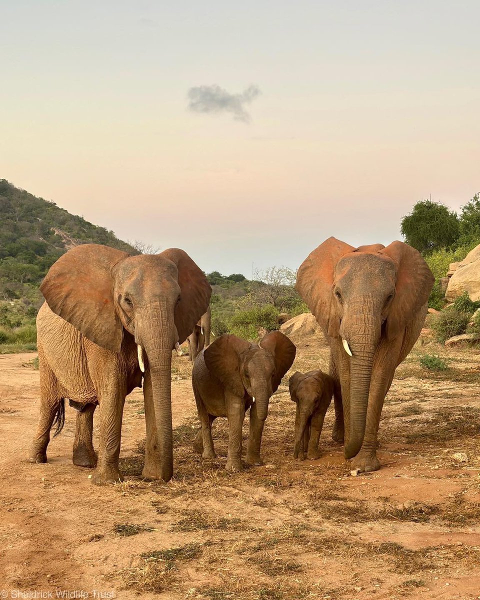 SheldrickTrust's tweet image. It’s official: Four-month-old Sunni is the most popular baby in Ithumba!
Sunni’s cheerful, extroverted personality — paired with his mother’s easy-going nature — is a winning combination. While some elephant mums can be very protective, ex-orphan Sities generously allows the…