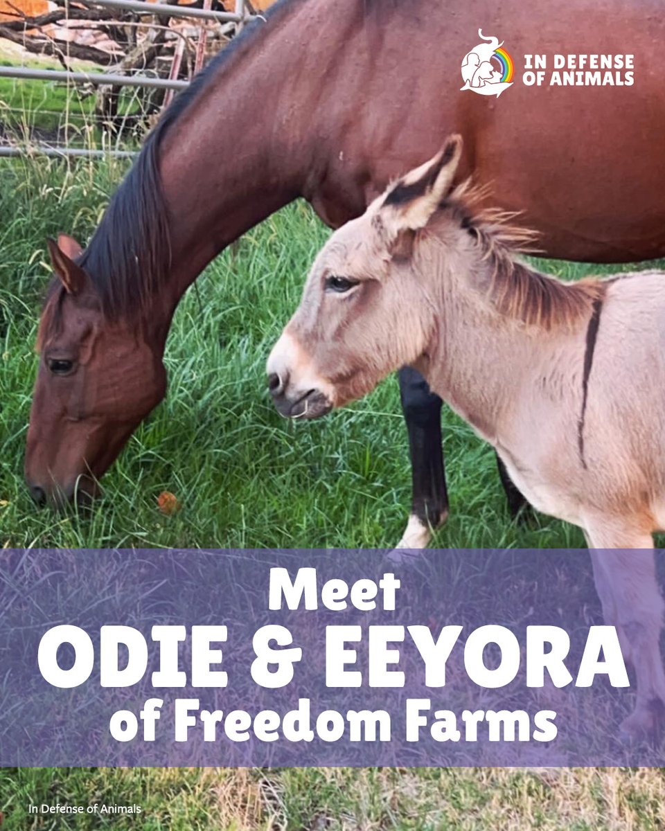 IDAUSA's tweet image. Meet Eeyora the donkey & Odie the horse—two rescued souls who found healing & friendship at Freedom Farms. Their bond will melt your heart! bit.ly/45cXMoE
Pls RT and support our work: bit.ly/4nVAhIb
#FreedomFarms #AnimalSanctuary #RescueStories
