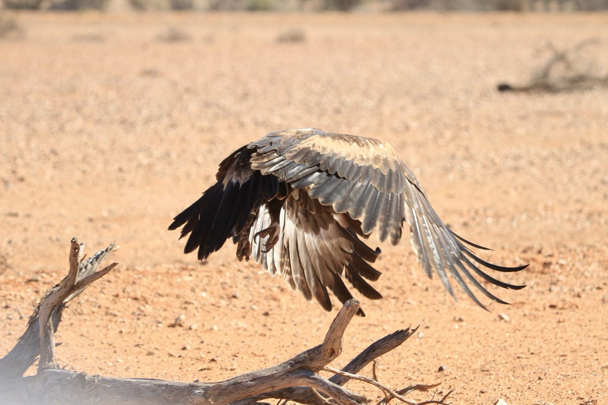 R101Nick's tweet image. Good morning. Wedgetail Eagle, yesterday.
Heading north from Coober Pedy today.