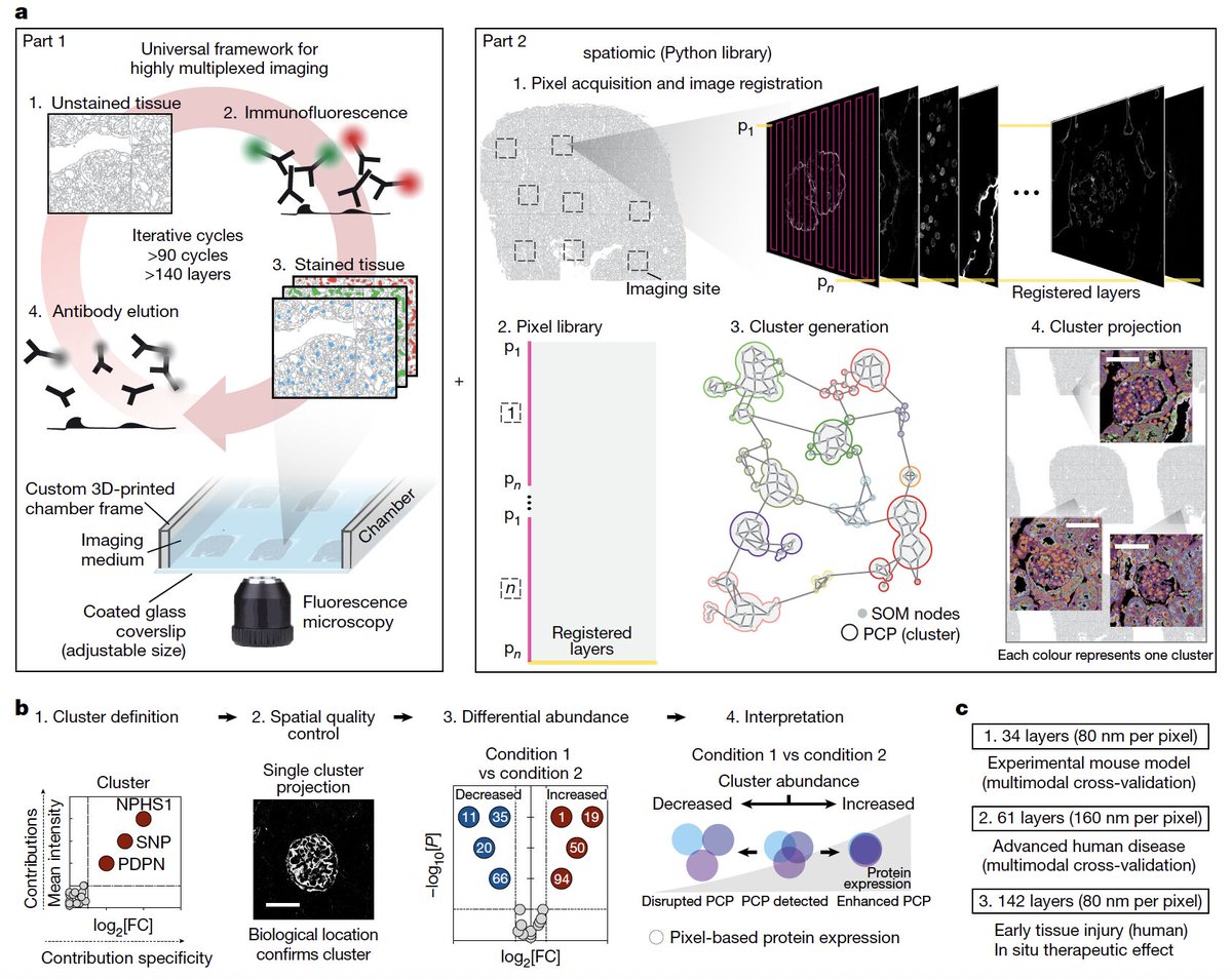 Dr_Alex_Crimi's tweet image. 🚨 Multiplexed imaging just leveled up.
🧠 PathoPlex maps disease across 142 markers at 80 nm — over 600B pixels per dataset.
🧬 Finds hidden protein clusters and drug response signals.
📈 Spatial biology is pixel-centric, and it even uses old-school #AI
nature.com/articles/s4158…