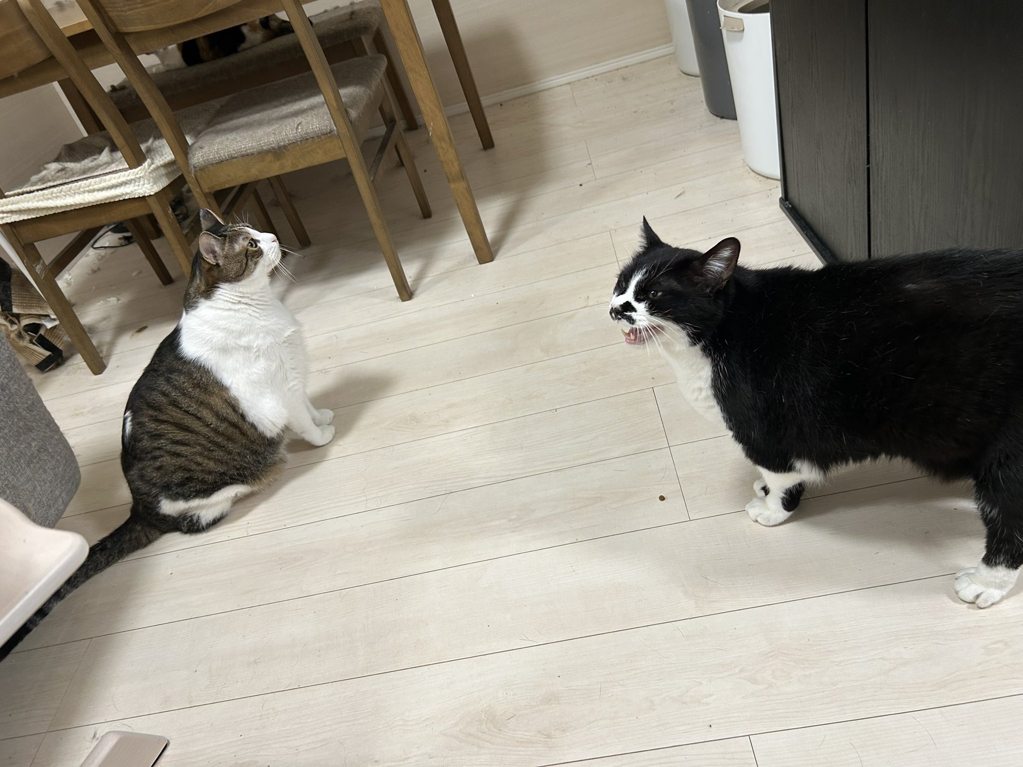 【中古】冬の伊織ねこ 楽天市場】＼新色追加／猫 トイレ 大きめ シンプル ネコのトイレ