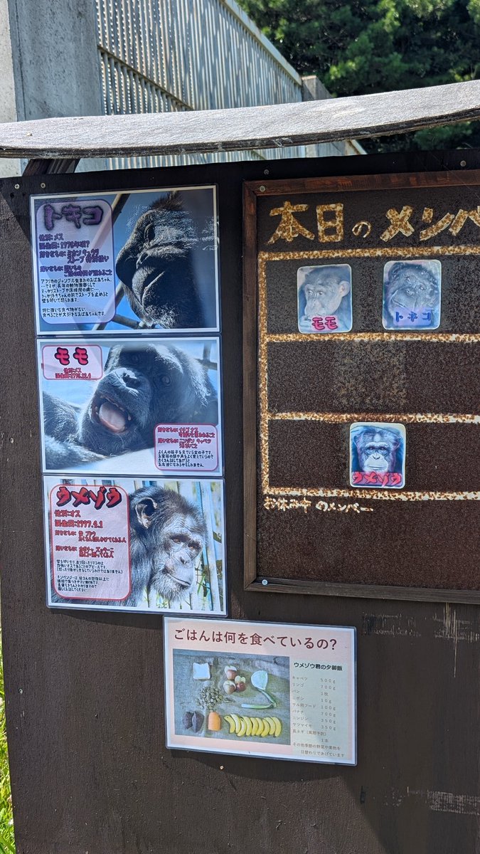 lRodeFdsXGMgJPi's tweet image. 近くに来てうんうんって会釈してくれたのは誰ちゃんかな😊
来る人来る人に会釈してた
#チンパンジー
#東北サファリパーク
挨拶お上手でかみねのヨウちゃんみたいだね