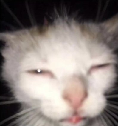 Nonfon420's tweet image. Wake up
Checks twitter
16 notifications from people talking about me and the shrimp welfare project