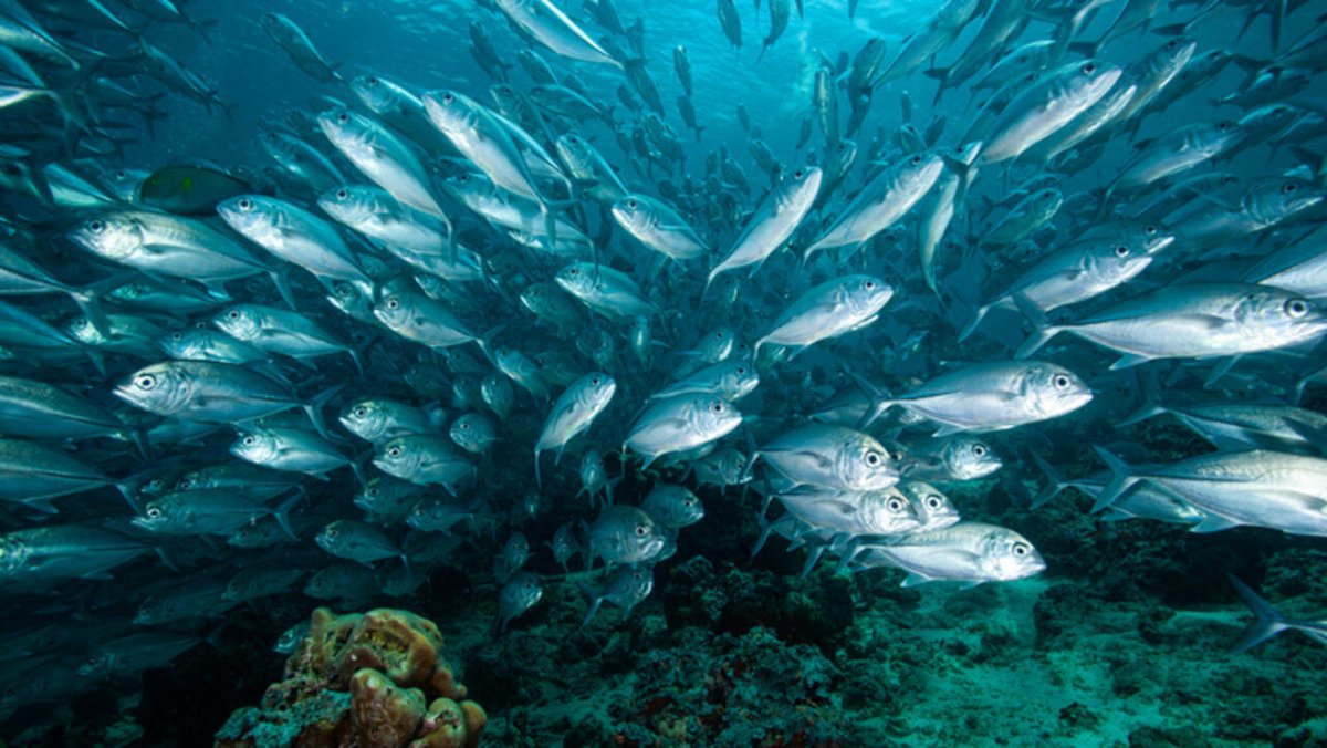 RFI_eco's tweet image. Les stocks de poissons se déplacent en raison du réchauffement climatique rfi.my/BrUG.x