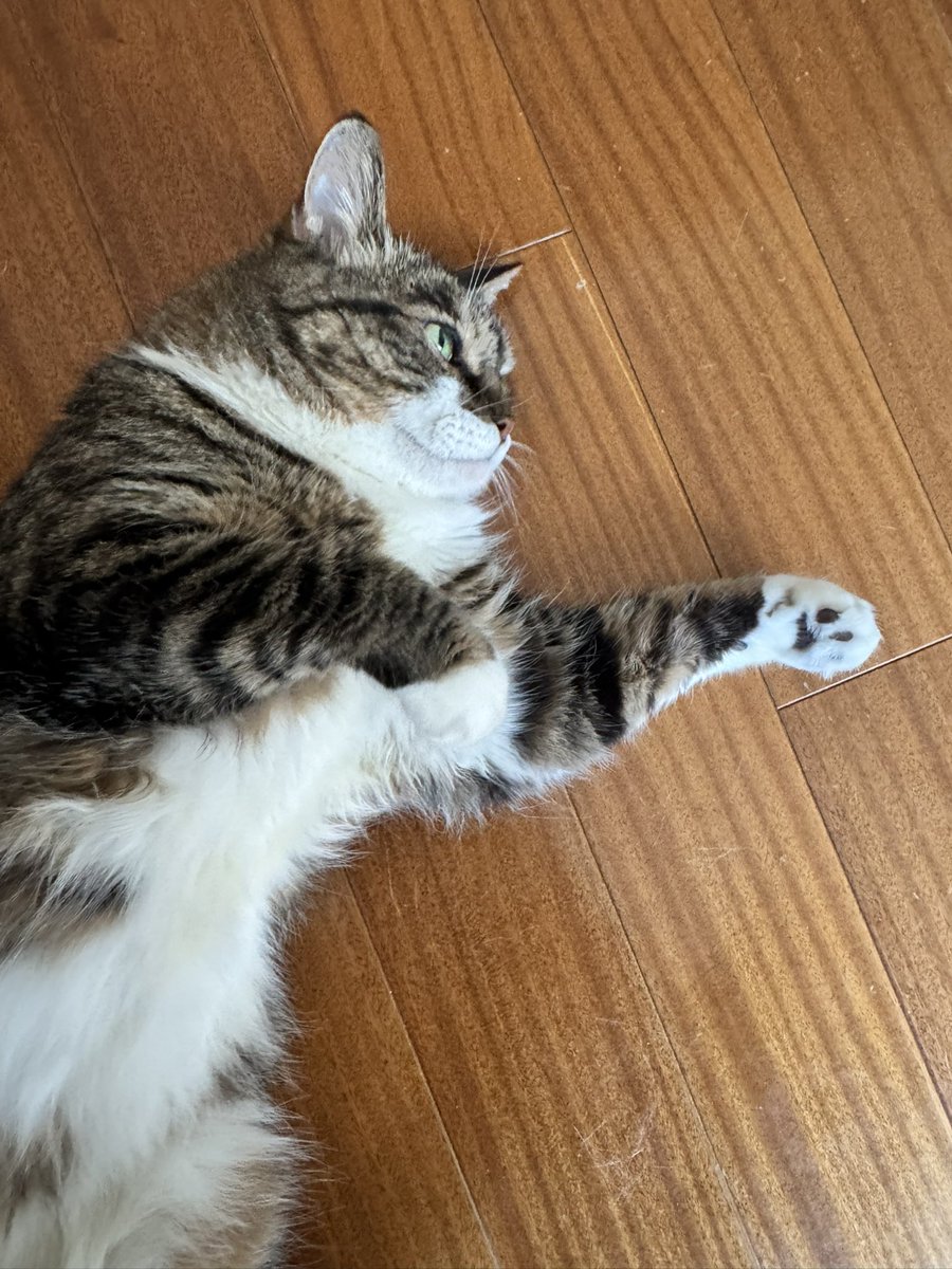 poncho_neko's tweet image. たいたいが夏休み…
ということは、毎日ちゅーるもらえるにゃお✨
