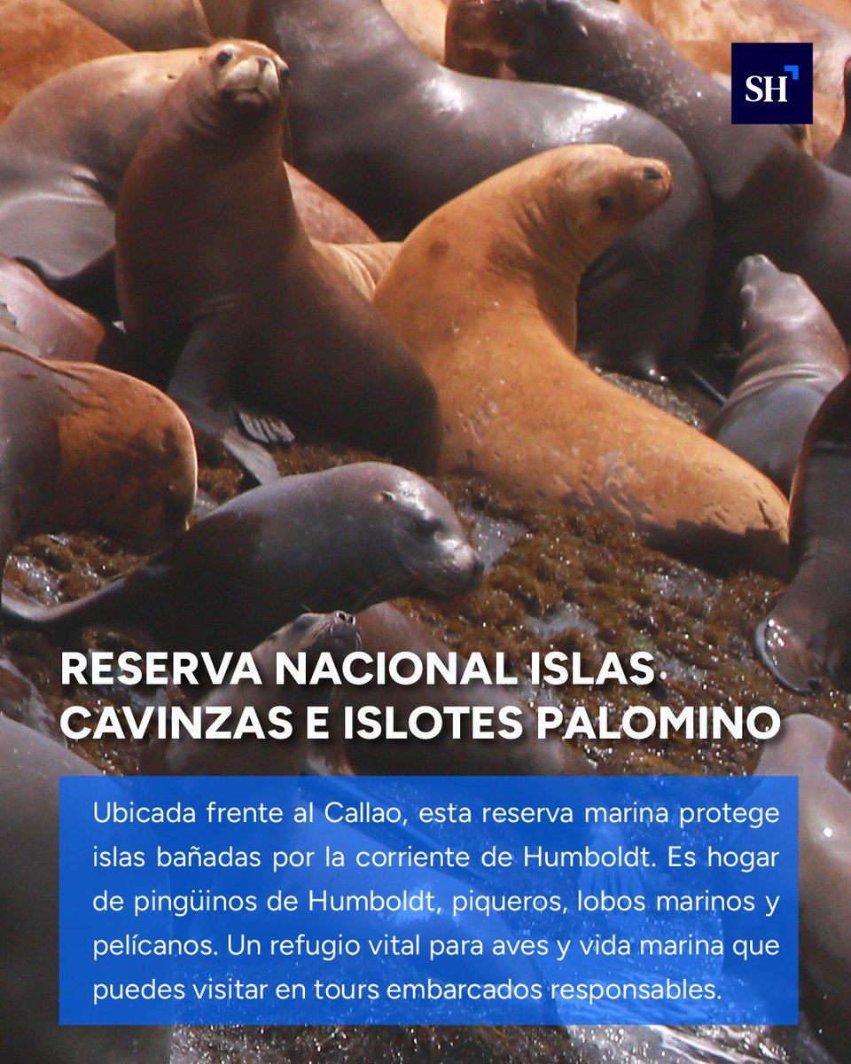 StakeholdersRS's tweet image. 🇵🇪 ¿Dónde viajar en Fiestas Patrias? Explora Áreas Naturales Protegidas con promo 2x1 y haz turismo responsable. Paisajes únicos que cuidan el ambiente y a las comunidades.

#FiestasPatrias2025 #TurismoSostenible #ÁreasNaturalesProtegidas #PerúResponsable #Noticias #Perú