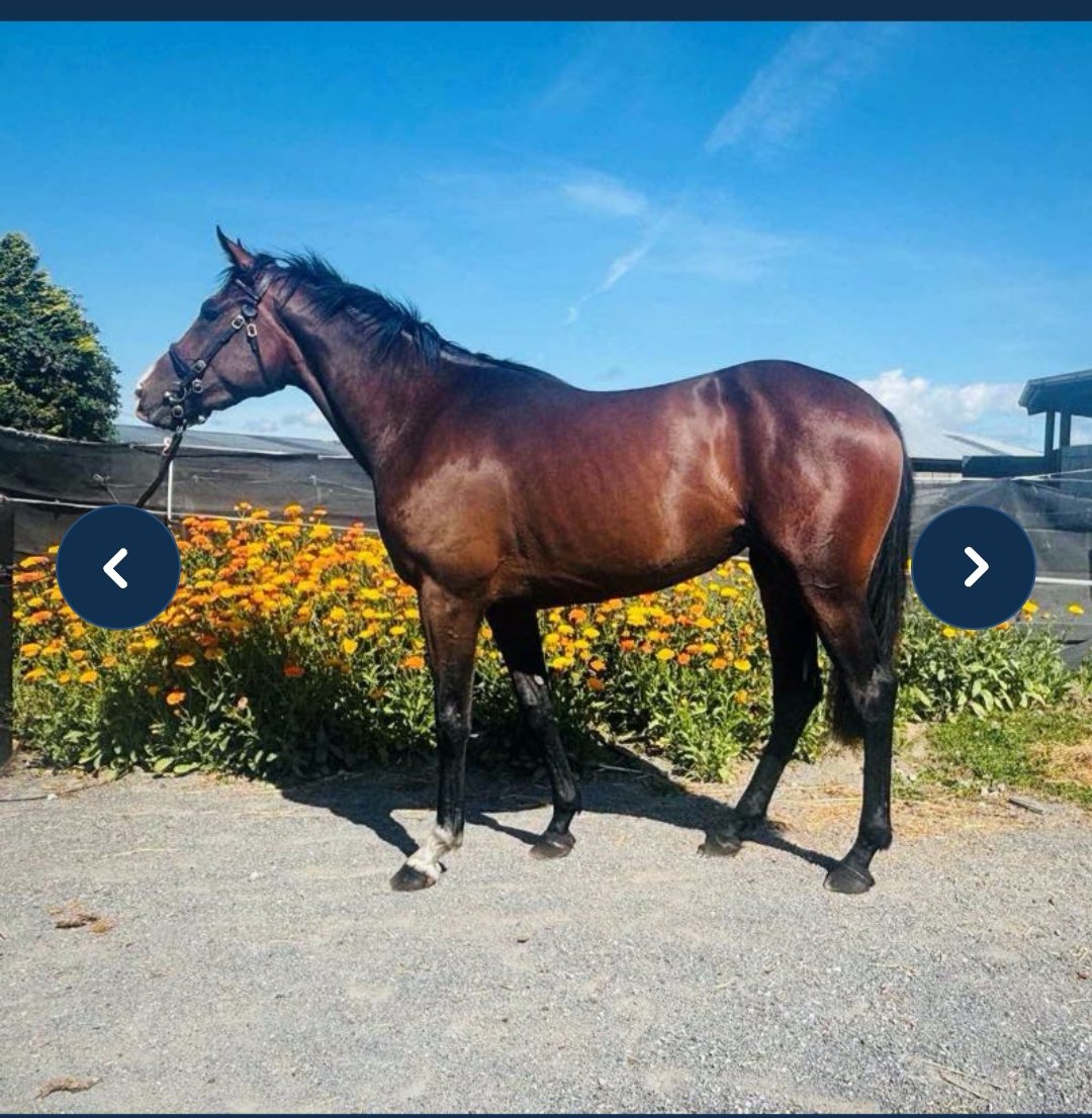 James O'Sullivan tweet media