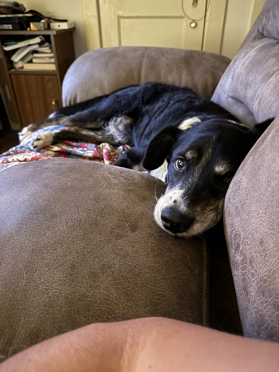thomas_garrard's tweet image. A dog has saved my life more times than any doctor, medication or therapist ever has. A dog just says “Dude, I’ll sit with you til we figure it out.” God knew what we needed.
