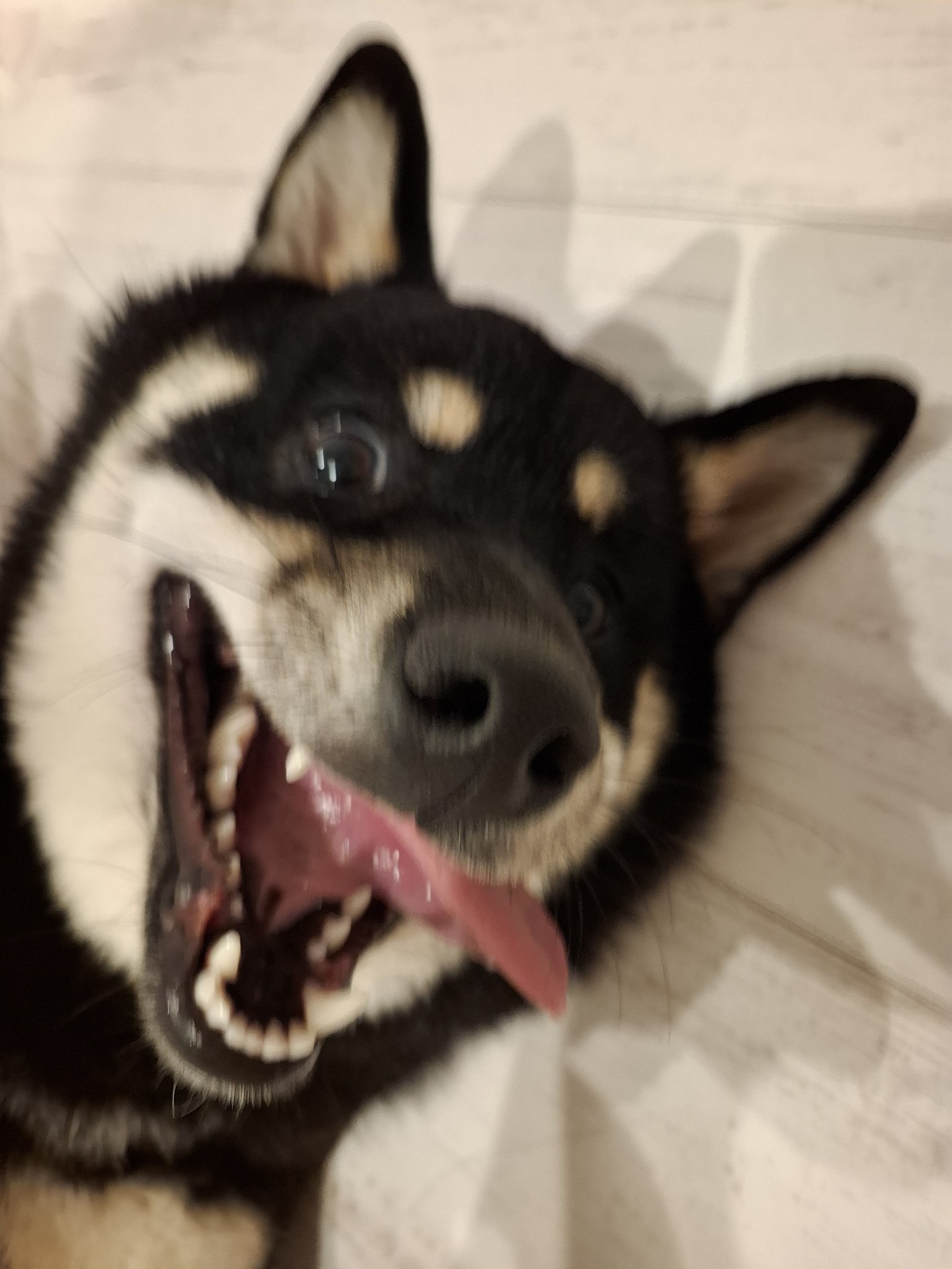 黒柴あおい 黒柴あおい🐾 on X: 