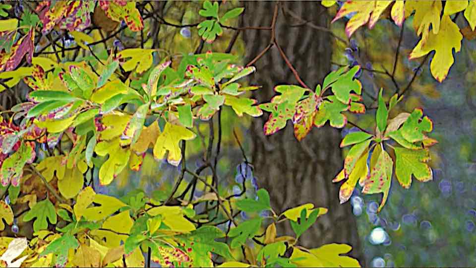 gardensbyyou's tweet image. Sassafras (Sassafras albidum) are North American native trees, open and irregular deciduous trees with fragrant leaves and bark. As landscape ornamentals, they are noted for their attractive bloom: Long, ribbonlike clusters of yellow flowers in spring that develop into purple…