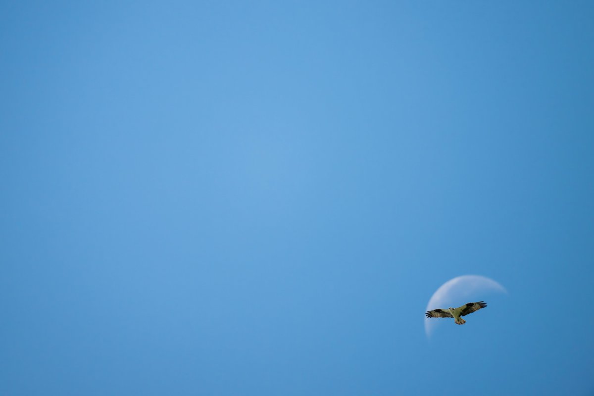 JocAPhotography's tweet image. An Osprey flying against the moon in the big blue sky.