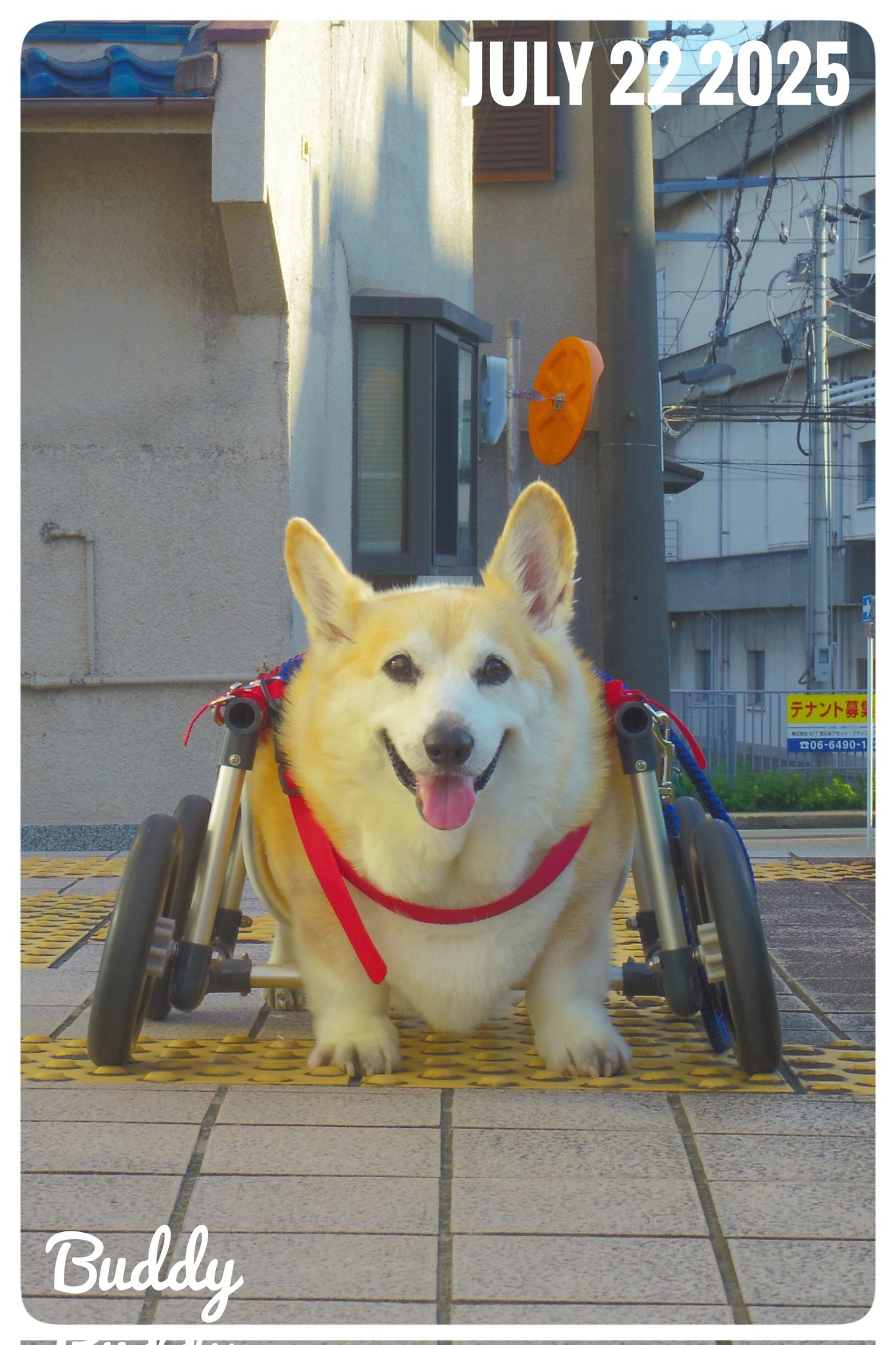 未開封　CORGI　コーギートーイ　グリーンホーネット CORGI TOYS コーギートーイ グリーンホーネット 箱傷みあり
