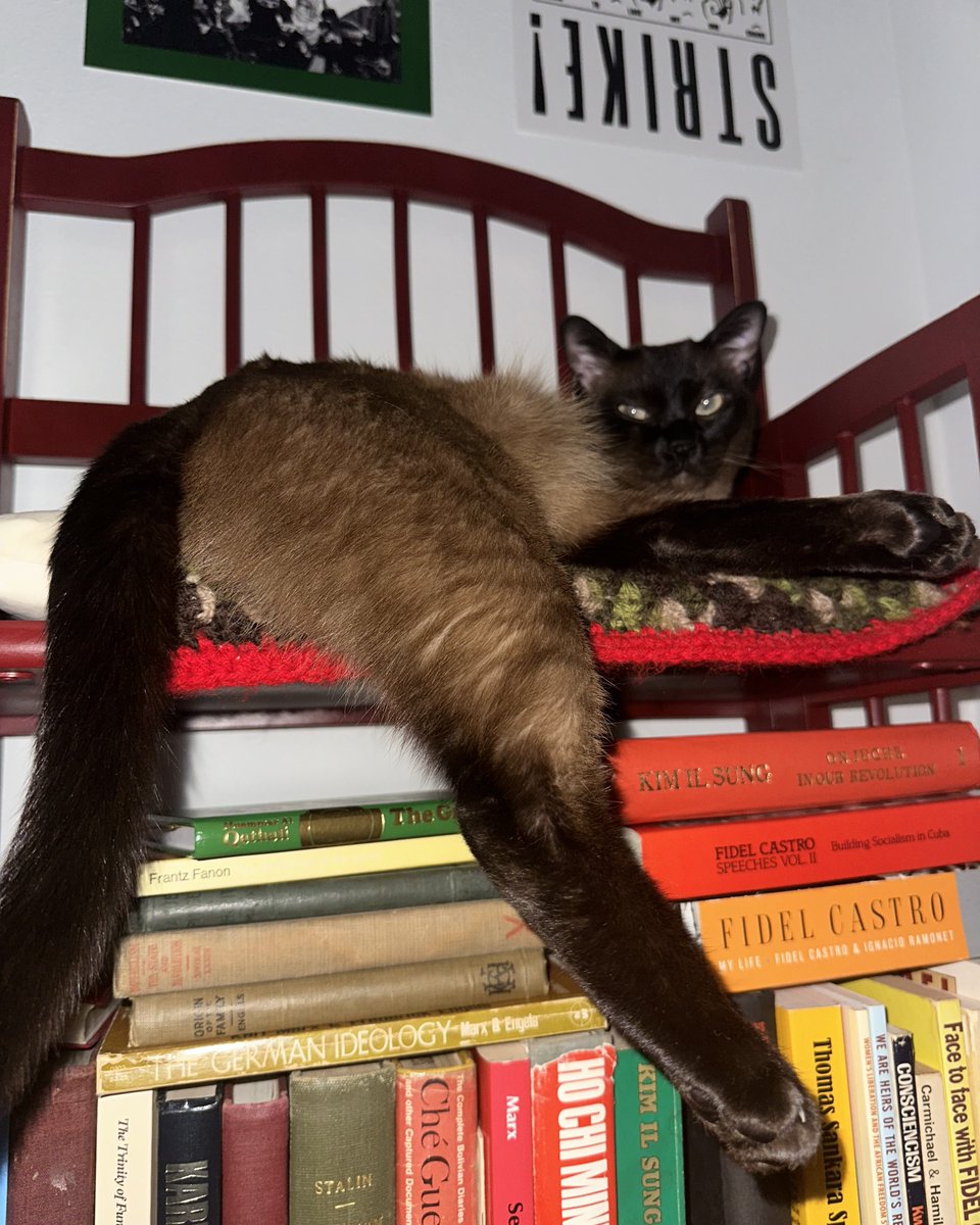 darlingube's tweet image. my little gay communist cat is 2 years old today. my sweet Timothy Bingham