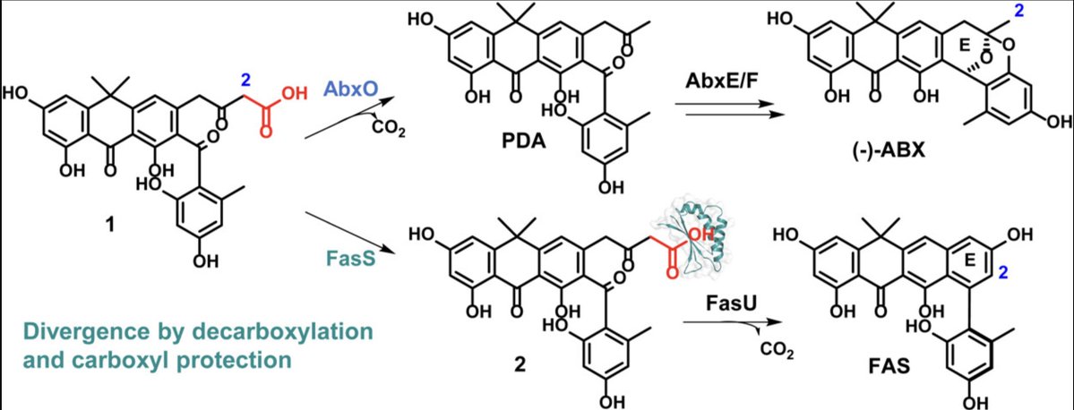 EnzymeChemistry's tweet image. Terminal Carboxyl Editing Drives Divergence in Fasamycin and Anthrabenzoxocinone #Biosynthesis by Kai Jiang, Cheng Zhu, Yan Gao, Yuhan Dai, Xiaoli Yan, Lu Yang, Ming Jiang, Zhi Lin, Zixin Deng, Shukun Luo, and Xudong Qu in @J_A_C_S pubs.acs.org/doi/10.1021/ja…