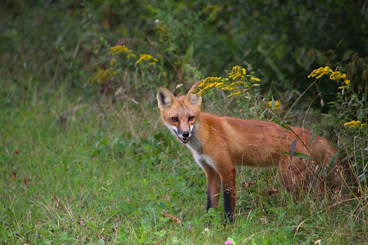 huntgearworld's tweet image. Silent. Swift. Smart. 🦊
Fox hunting takes skill — and the right gear.
👉 huntinggearworld.com
🦌 #HuntingGearWorld #FoxHunting #PredatorControl #NextGenHunters #FutureOfHunting #TraditionContinues