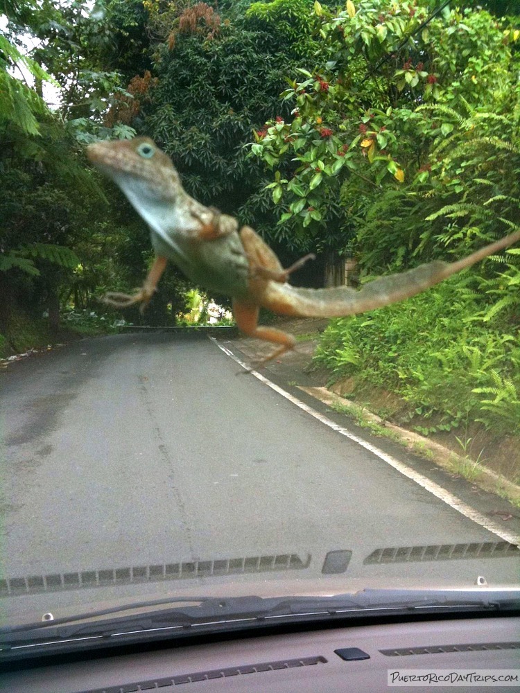 PRDayTrips's tweet image. Good Evening from #PuertoRico - Seems Like There Are Dinosaurs In Pr! (from 2020) #estaesmiisla