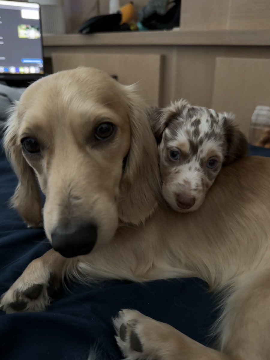 Buckingham_Show's tweet image. My english cream dachshund had puppies 8 weeks ago, look at this adorable photo of the father and son