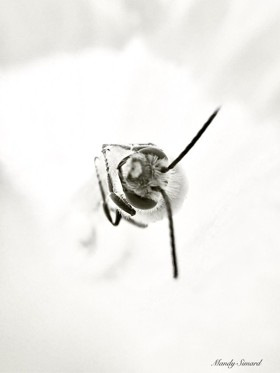 MandyLSimard's tweet image. Colour or black and white
Which one catches your eye first?
